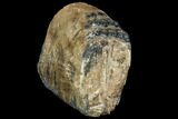 Partial Southern Mammoth Molar - Hungary #149853-1